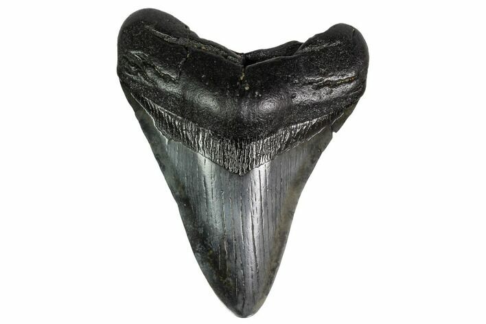 Fossil Megalodon Tooth - Georgia #151521